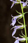 Pale spike lobelia